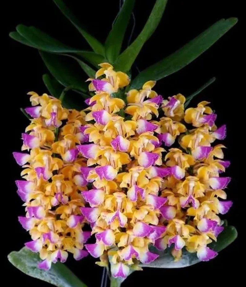 Aerides houlletiana Fragrant — Aerides, photographed at the nursery