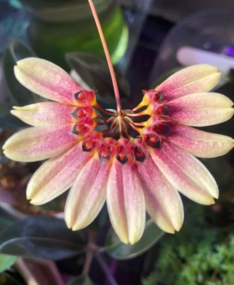 Bulbophyllum Daisy Chain — Bulbophyllum, photographed at the nursery