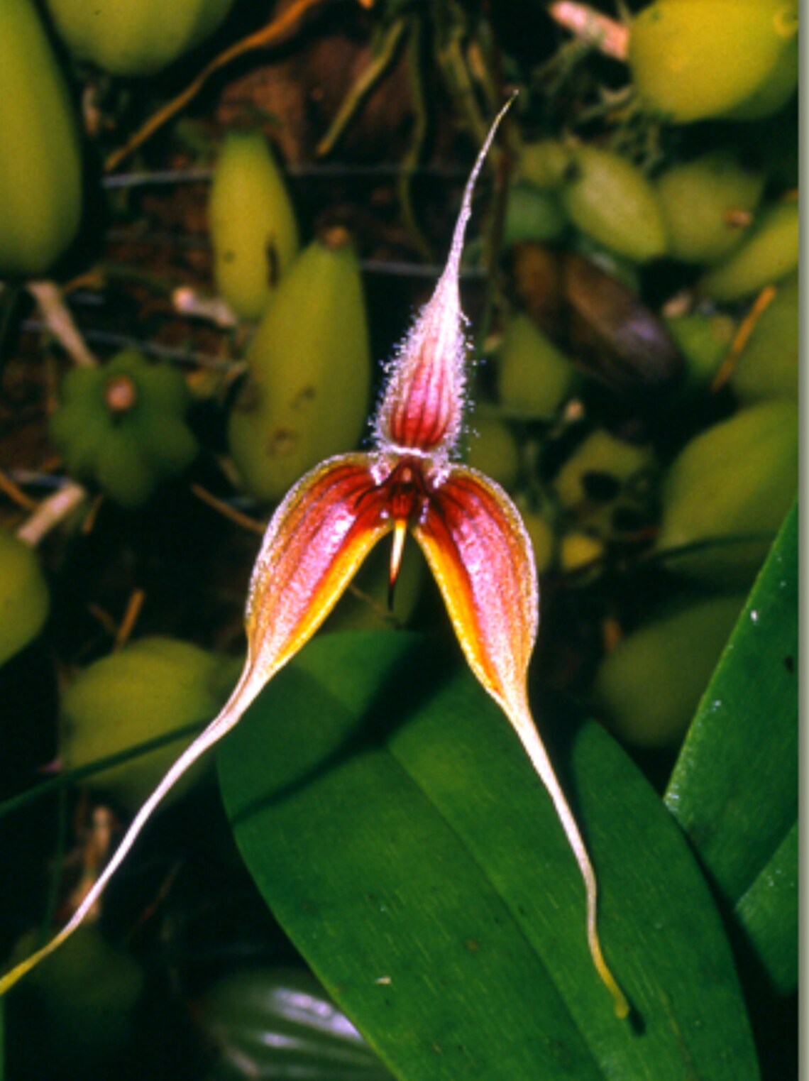 Bulbophyllum masdevalliaceum — Bulbophyllum, photographed at the nursery