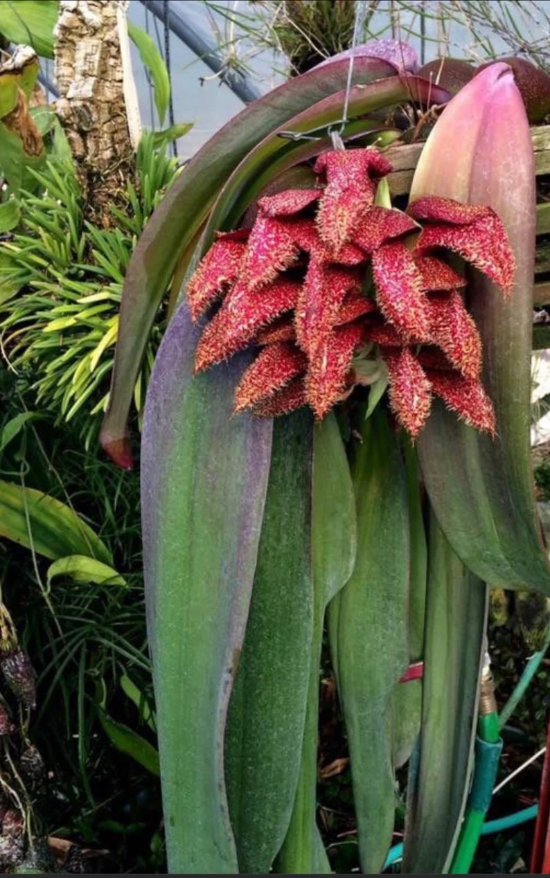 Bulbophyllum phalaenopsis ‘Kapoho Fire’ — Bulbophyllum, photographed at the nursery