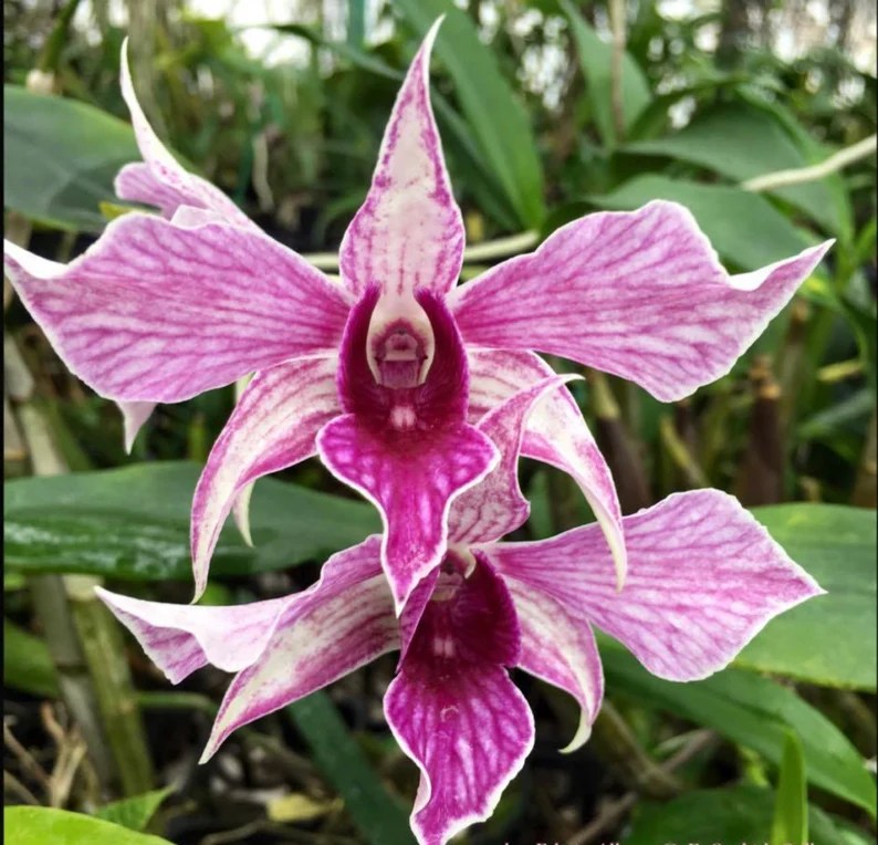 Dendrobium Fire Wings — Dendrobium, photographed at the nursery
