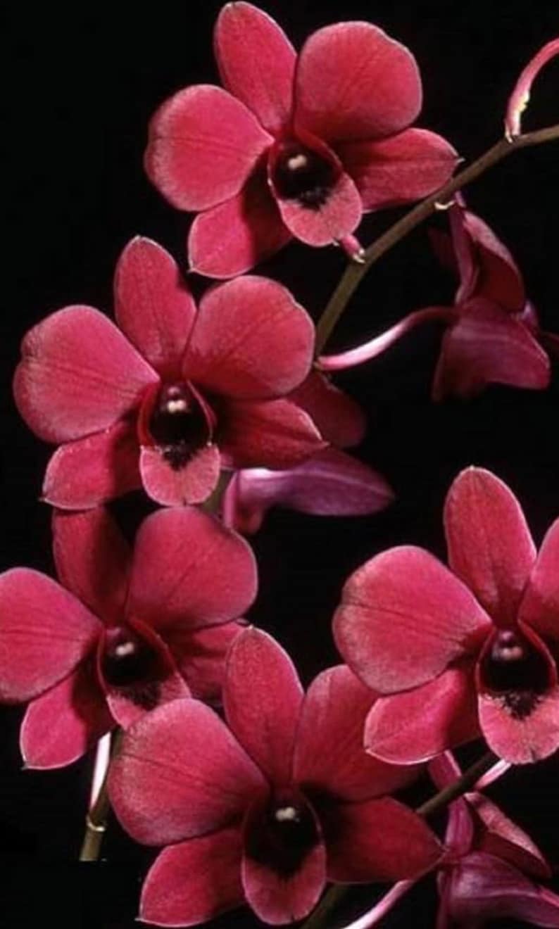 Dendrobium Genting Red — Dendrobium, photographed at the nursery