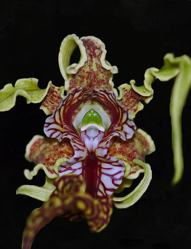 Dendrobium spectabile x sib — Dendrobium, photographed at the nursery
