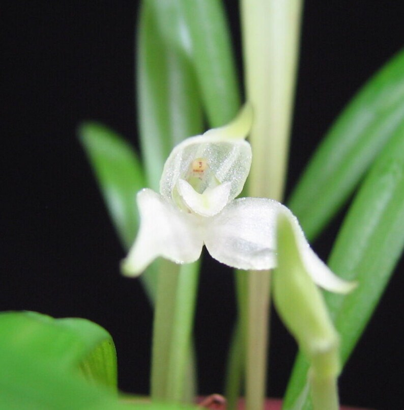 Masdevallia pygmaea — Masdevallia, photographed at the nursery