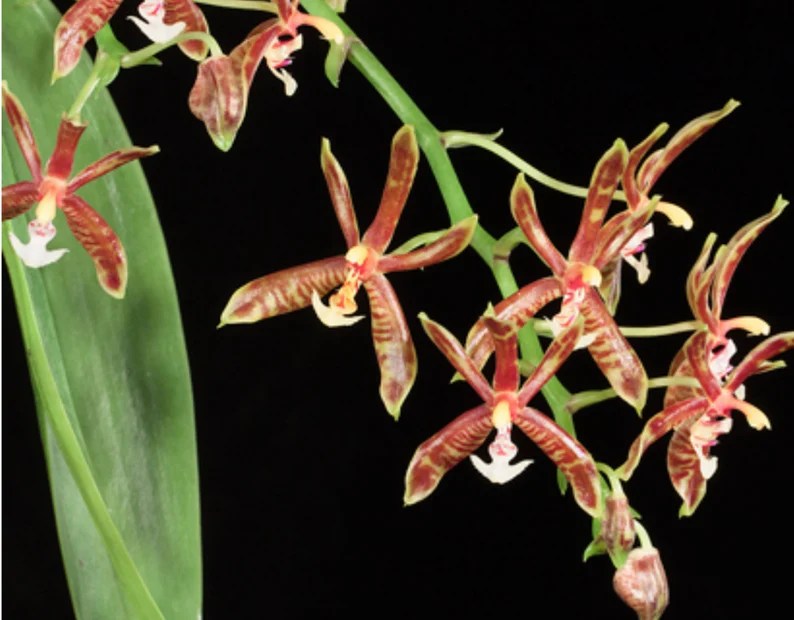 Phalaenopsis mannii dark — Phalaenopsis, photographed at the nursery